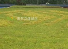 屋頂綠化有什么好處？