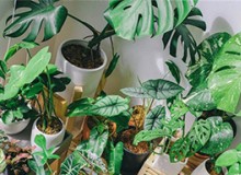 怎么選綠植？看這篇就夠了