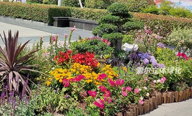 西溪古鎮景觀提升