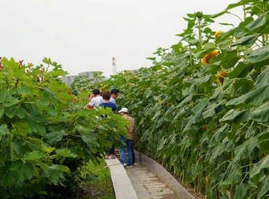 學(xué)校立體綠化解決方案簡(jiǎn)介