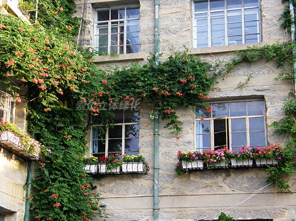 廬山植物園窗臺綠化案例