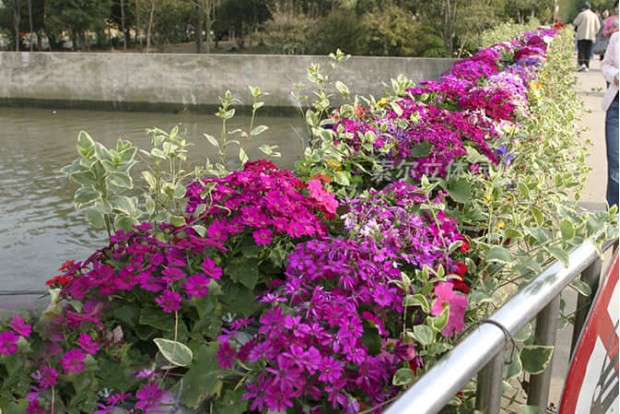廣場公園景點景觀提升