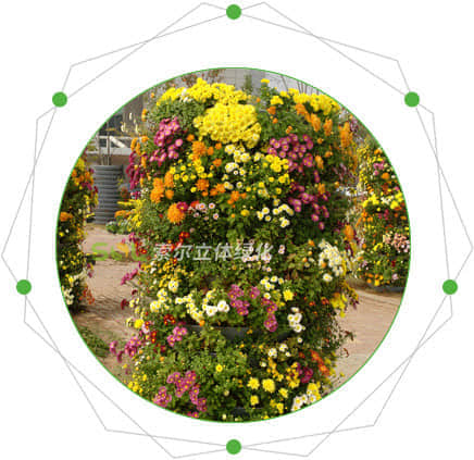 花柱/花塔的特點(diǎn)