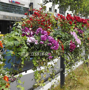 護欄綠化-單面掛