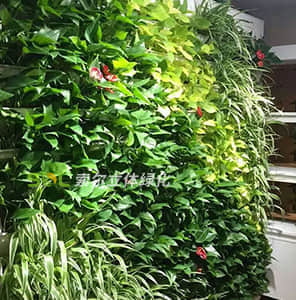 Wifi智能凈化生態植物墻