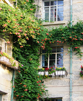 窗臺美化解決方案