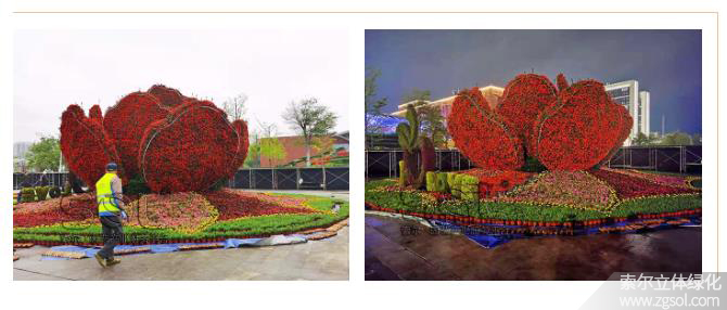 28山東青島膠州市民文化中心五一立體花壇“幸福花開(kāi)” (45).jpg