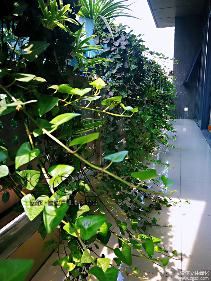 20索爾大樓窗陽臺綠化護欄綠化2019年6月 (6).jpg