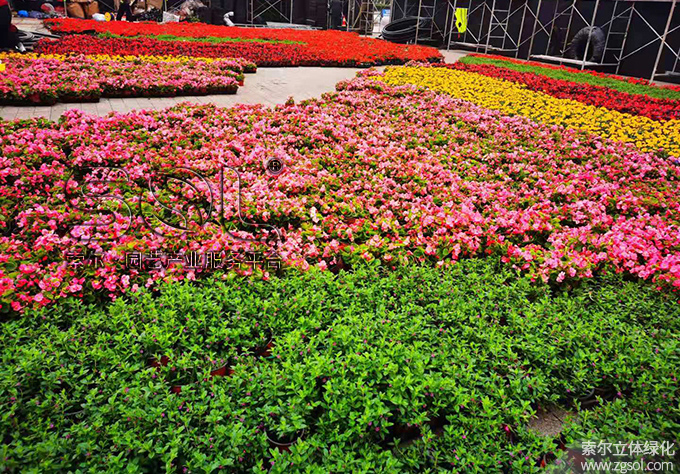 20山東青島膠州市民文化中心五一立體花壇“幸福花開(kāi)”-(3).jpg